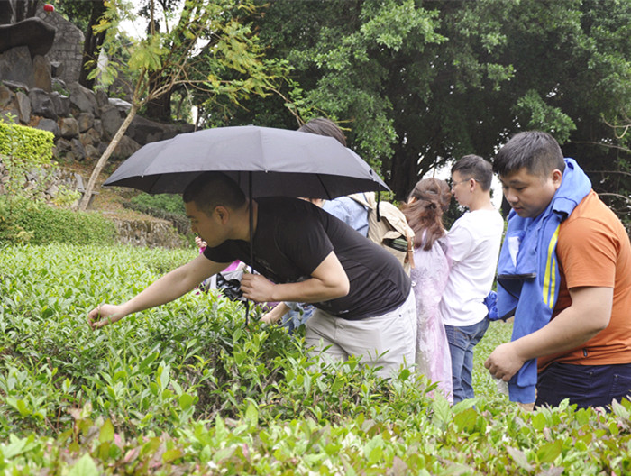 茶圈“黑话”破译指南：我国十大茶艺师培训机构教学暗号大公开‌